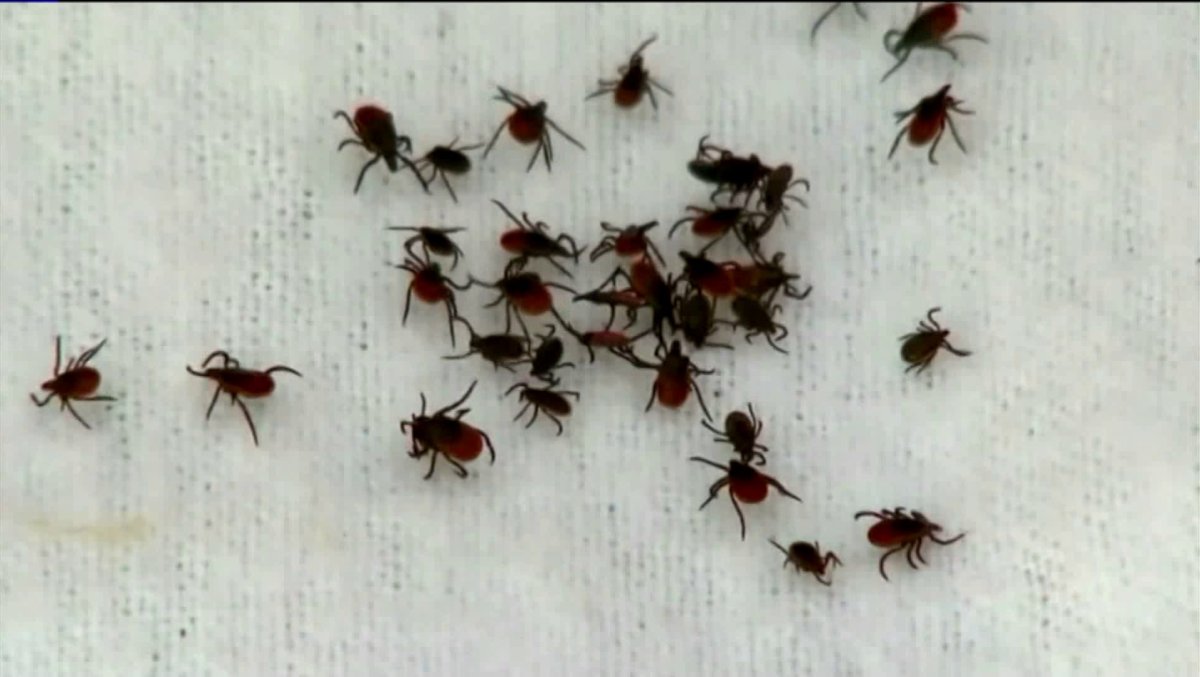 porażenie kleszczowe